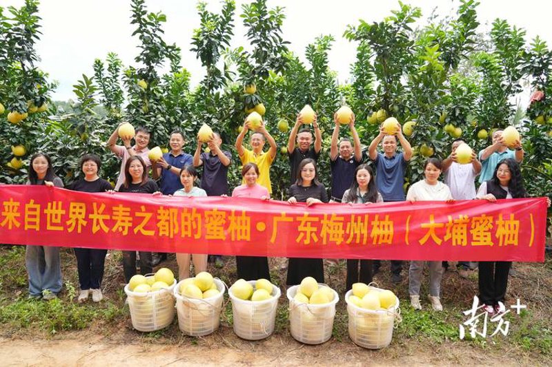 红心蜜柚选购指南：让甜蜜滋味直达舌尖