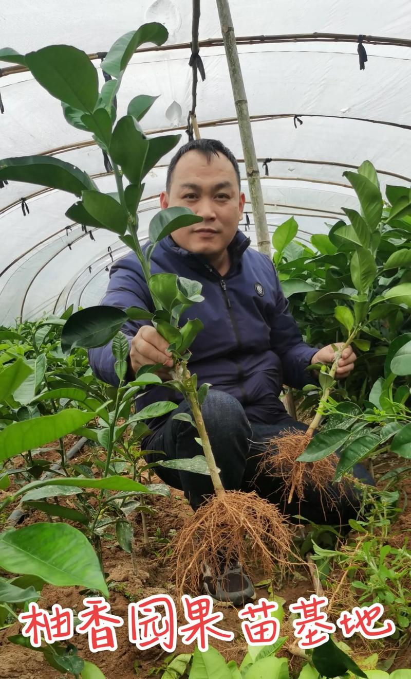 蜜柚种植技术